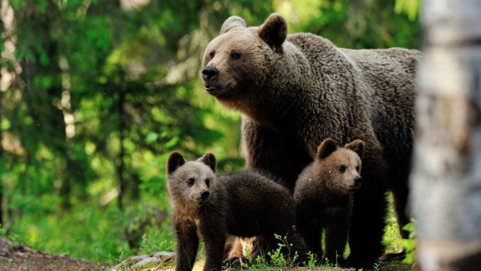 Ursoaică, însoțită de 2 pui, împușcată în Harghita - A fost rănită grav de o mașină pe Drumul European 578