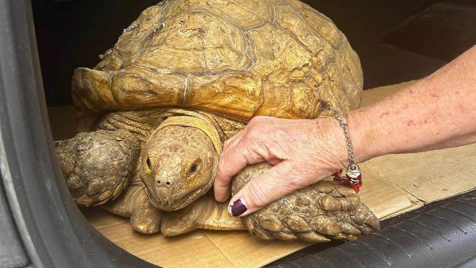 O țestoasă africană care a dispărut în 2020, capturată în Florida. Cât de departe a mers?/ Facebook Florida’s Wildest Animal Rescue