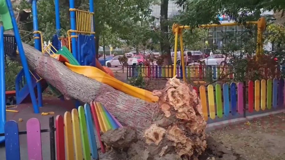 Copac doborât peste un loc de joacă, în Constanța. Foto/Captură video
