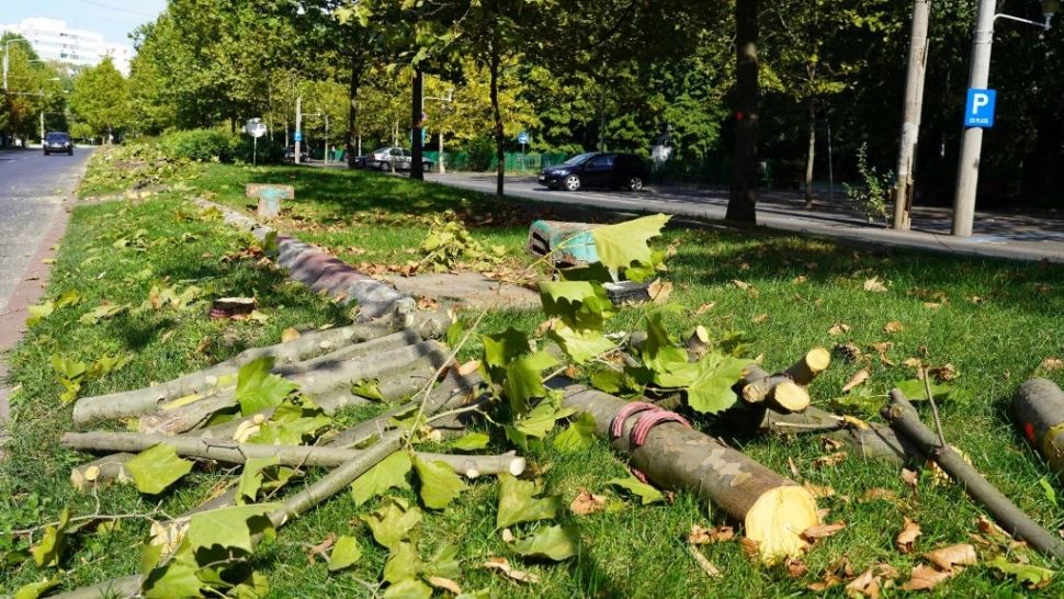 Copacii tăiați de primaria lui NIcusor Dan, fără să anunțe Primăria Sectorului 3