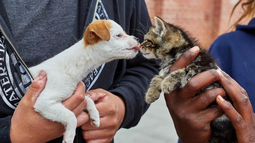Câinele si pisica chiar sunt inamici naturali? Ce spun specialiștii