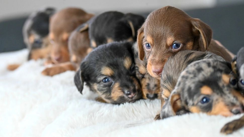 Mici, dar răi. Care sunt cele mai periculoase rase mici de câini?
