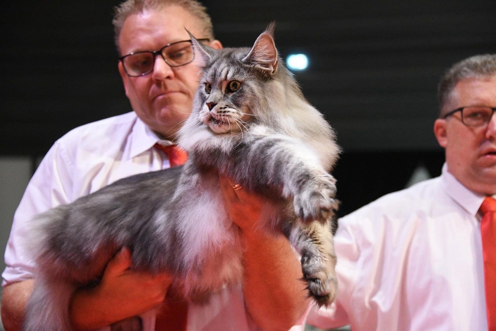 România are cel mai frumos motan din lume - FOTO