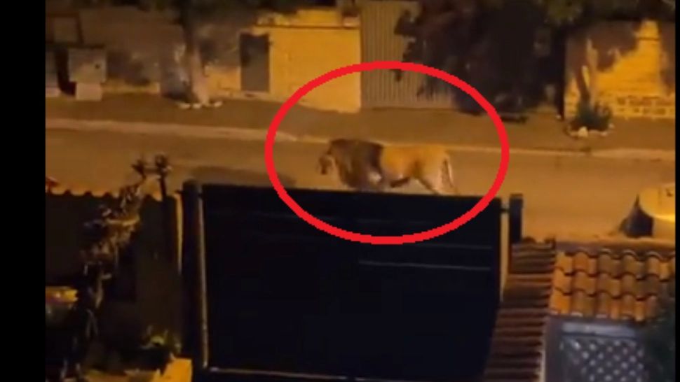 Leu evadat circ/ Captură video 