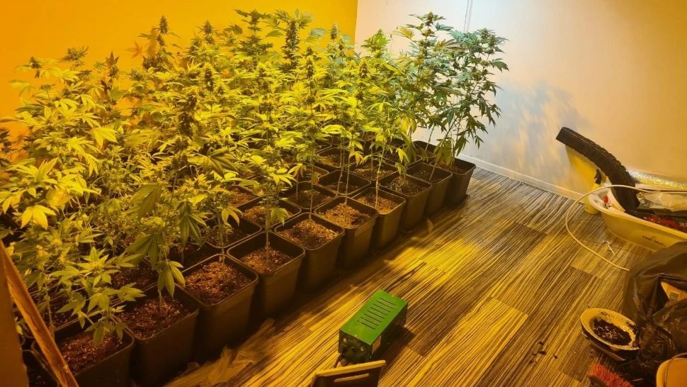 Peste 100 de plante canabis găsite la un sinteștean în casă. Foto/Poliția