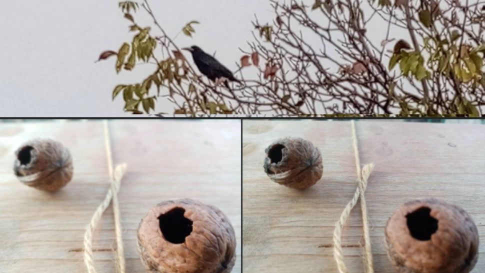 Cum mănâncă ciorile nuci? Răspunsul este surprinzător și spune multe despre aceste păsări