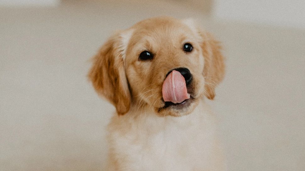 Alimente benefice pentru oameni, dar extrem de toxice pentru câini. Nu trebuie să se atingă de ele!/unsplash.com