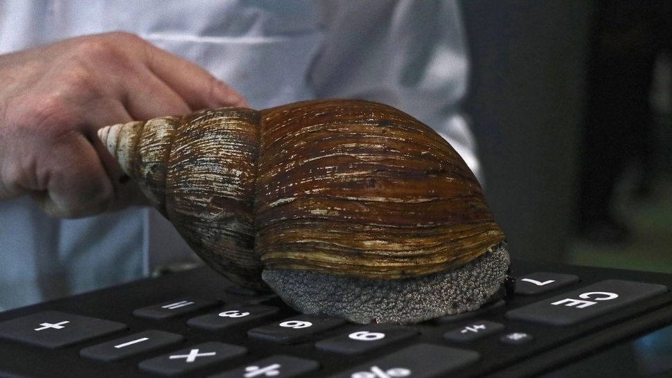 Melcii GIGANT pe post de animal de companie, pericol pentru sănătate. Avertisment sinistru