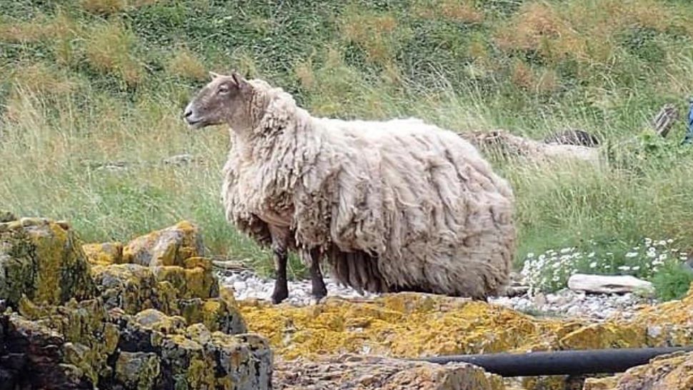 Cea mai singuratică oaie din Marea Britanie, trimisă la sanatoriu. A stat doi ani captivă într-o prăpastie