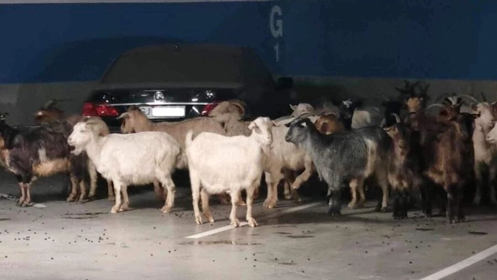 Bulgaria a luat anterior măsuri de dezinfecție la graniță 