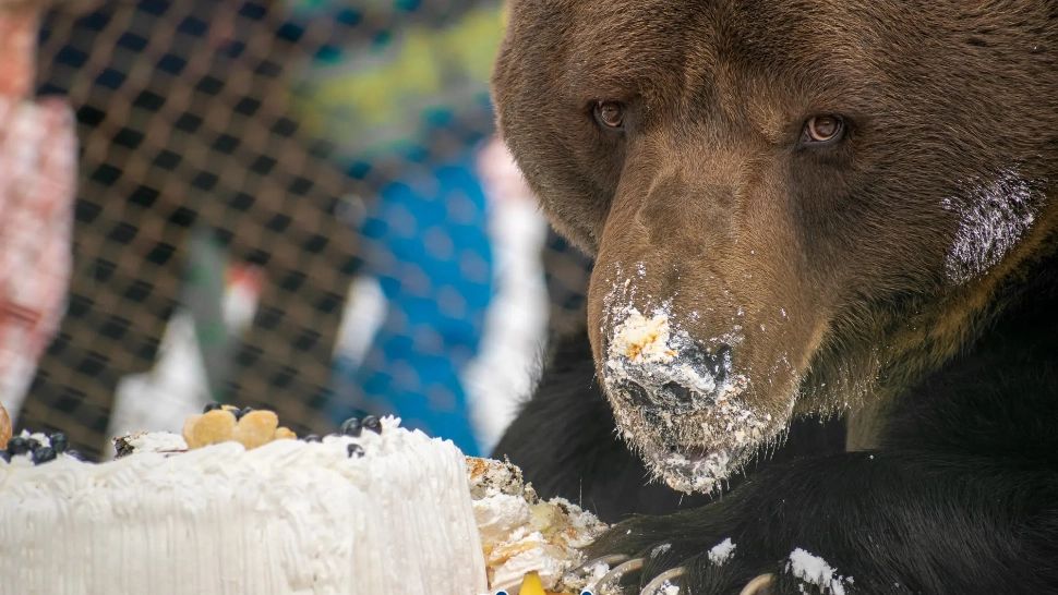 Ursul Baloo, chinuit de peste 20 de ani pentru distracția turiștilor - Este ținut într-un țarc în stațiunea Straja, cu girul autorităților
