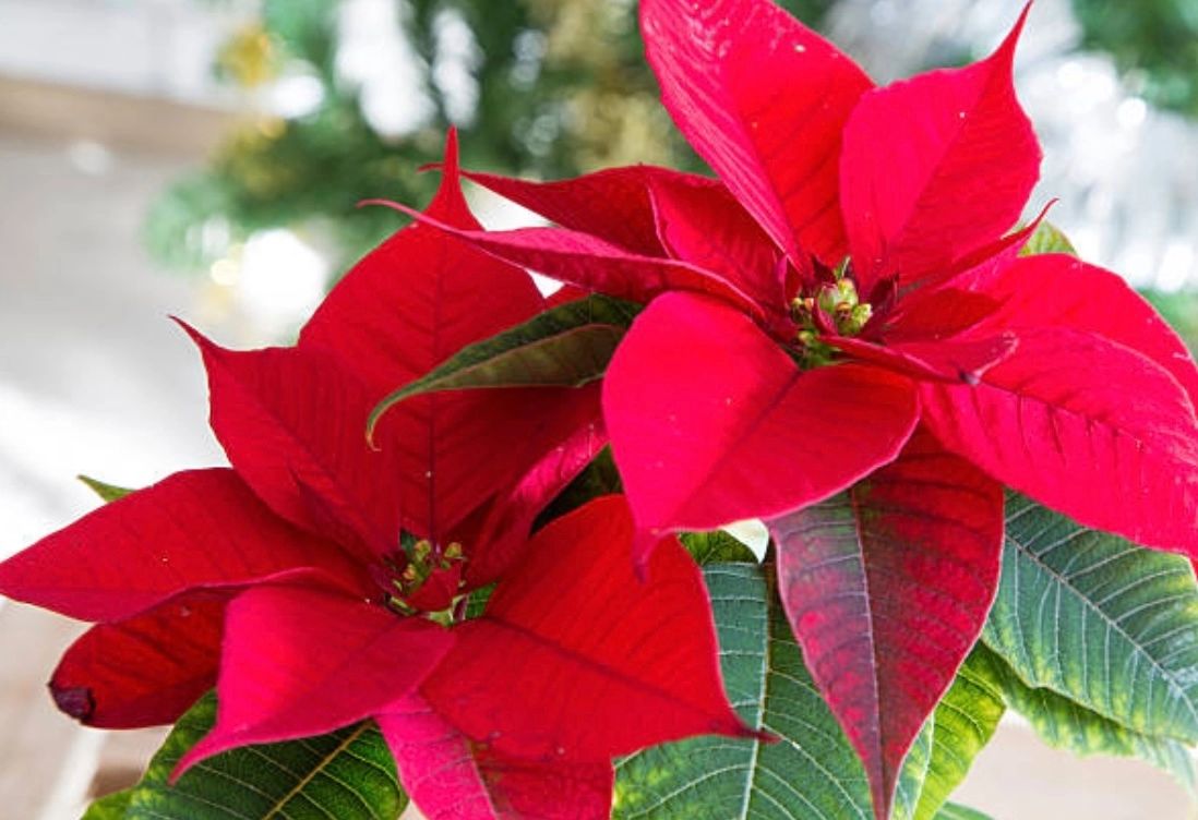Trei plante îndrăgite de sărbători ascund pericole uriașe. Cât de toxice sunt aranjamentele cu aceste flori