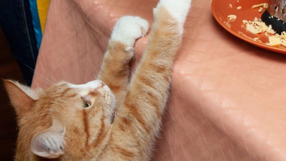 Nu le dați pisicilor și câinilor salata boeuf sau sarmale! Avertismentul veterinarilor