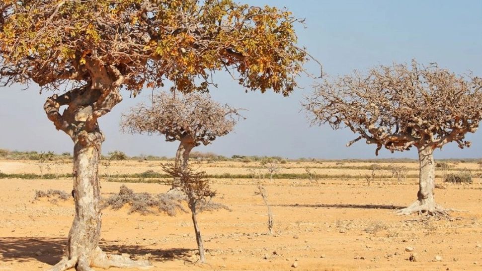 Ce este, de fapt, MIRUL? Beneficiile incredibile pentru sănătate