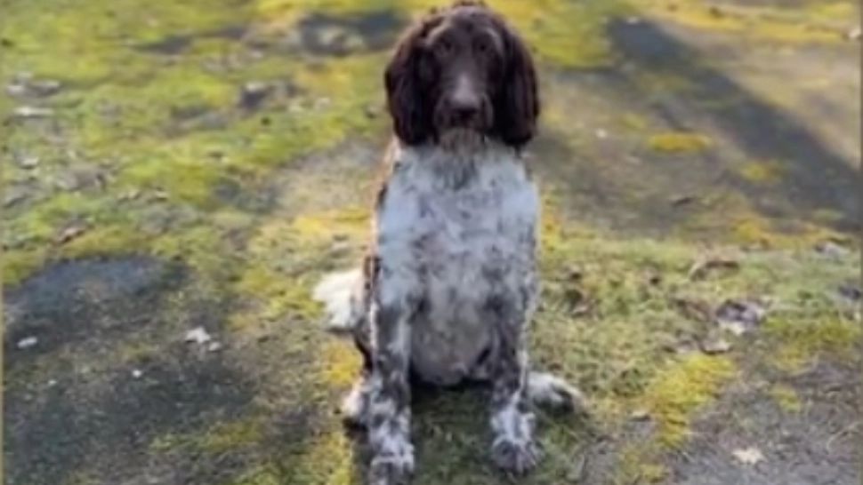 Un câine din SUA a devenit viral în online după ce a mâncat bancnote în valoare de 4.000 de dolari!/ Captură video