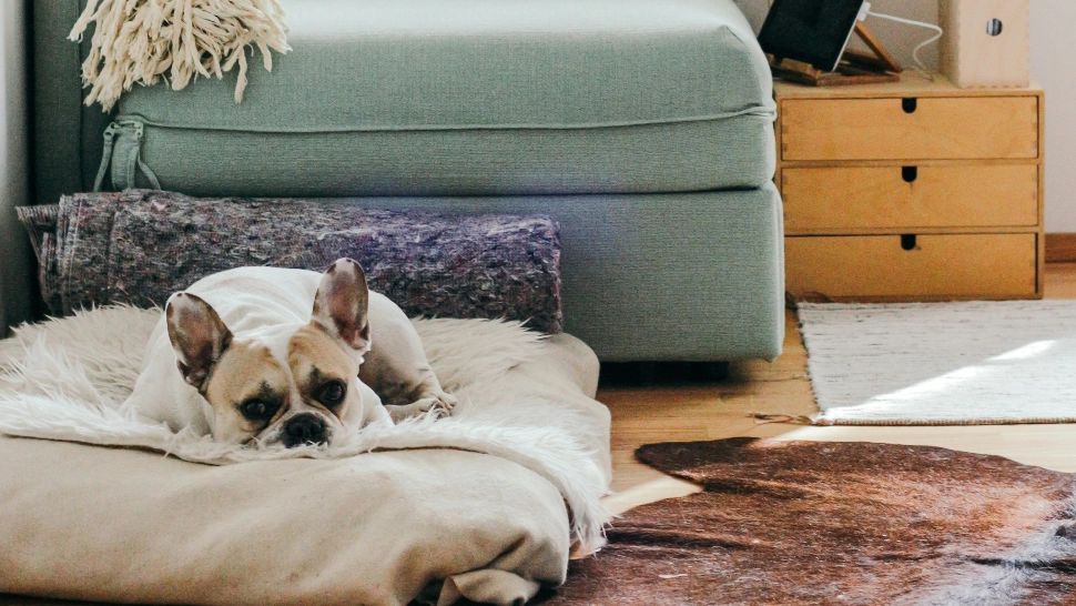 Casa de vis, în funcție de zodia în care te-ai născut. Vezi ce stil ți se potrivește cel mai bine/ unsplash.com