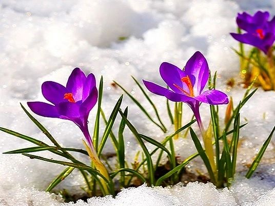 Prognoza meteo 25 ianuarie. Temperaturile sar brusc la 10 grade! Zonele unde continuă să ningă