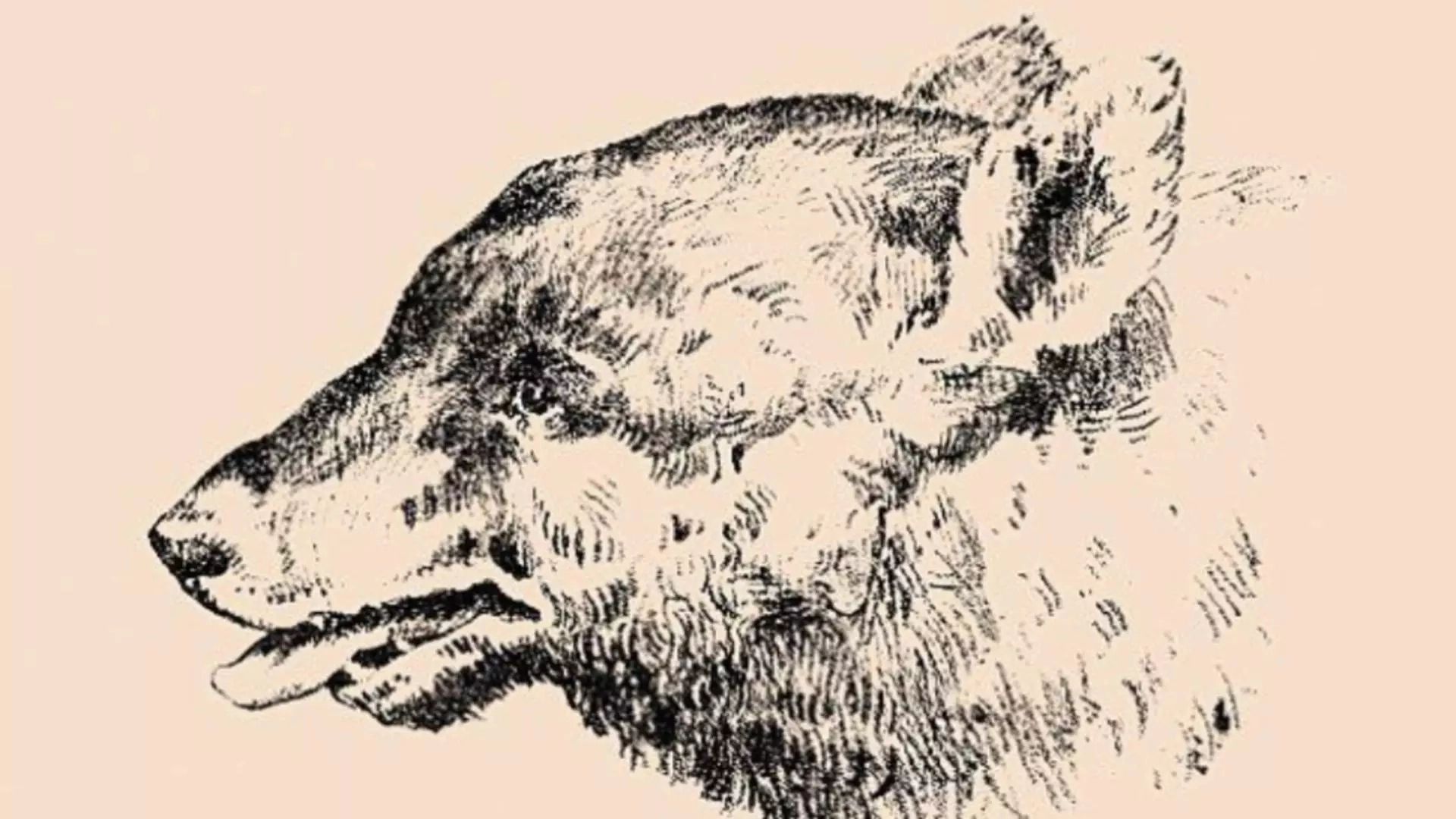 Iluzia optică veche de peste 100 de ani pe care numai geniile o descifrează