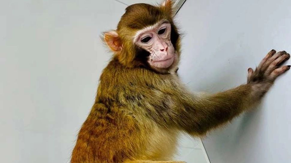 Prima clonare cu succes a unei mamuţe rhesus. Foto: Nature.com
