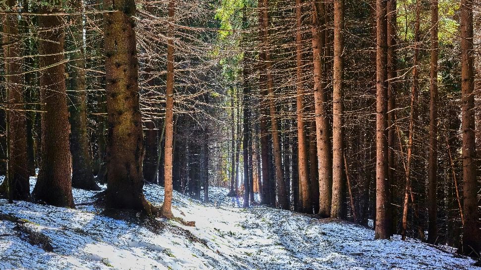 Început de februarie cu maxime de până la 15 grade și precipitații/ unsplash.com