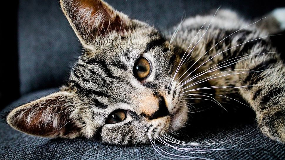 Pisica este unul dintre cei mai buni parteneri necuvântători