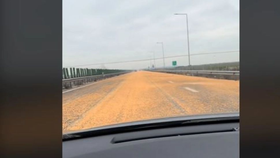 Porumb pe Autostrada Soarelui
