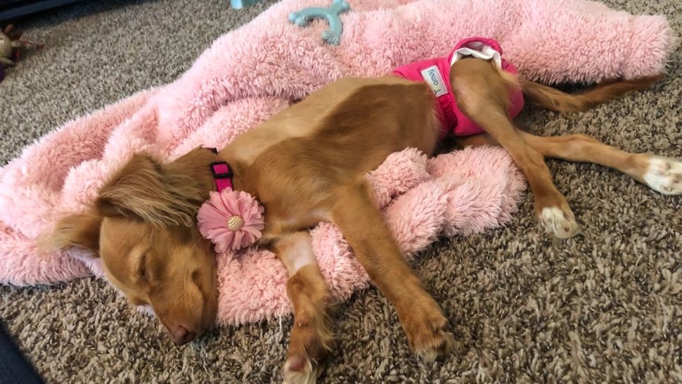 Cât de sănătos este să le puneți chiloți câinilor și pisicilor?