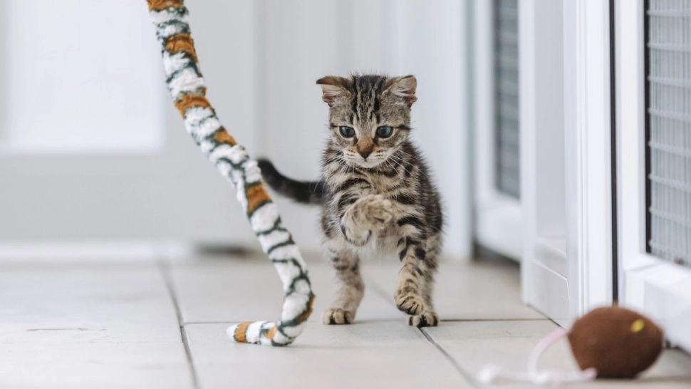 De ce se ține pisica după tine prin toată casa? Are cel puțin 5 motive 