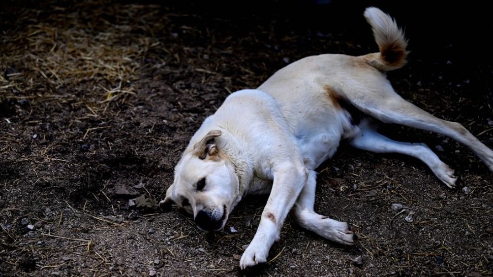 Bilanțul îngrijorător al Poliției Animalelor pentru anul 2023. Foto: Profimedia