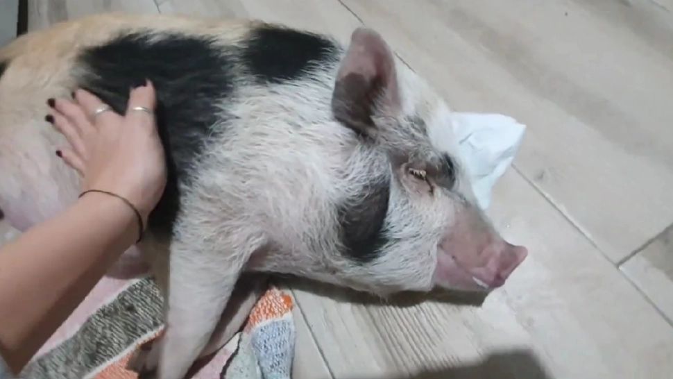 O tânără din Satu Mare si-a luat o purcelușă ca animal de companie și o crește în casă