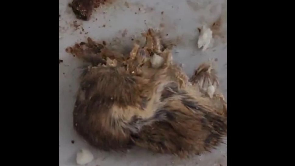 Rozătoare descoperite de ANPC la un producător de produse alimentare. Foto/Captură video