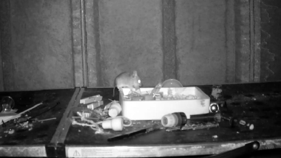 Șoricel filmat în timp ce făcea ordine în magazia unui bărbat în fiecare noapte. Foto: BBC