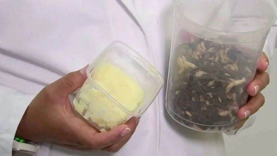 Untul de muscă, un nou aliment inventat de producători 