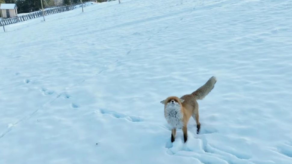 Vulpe pusă pe fugă de o dronă care filma în Bucovina - VIDEO