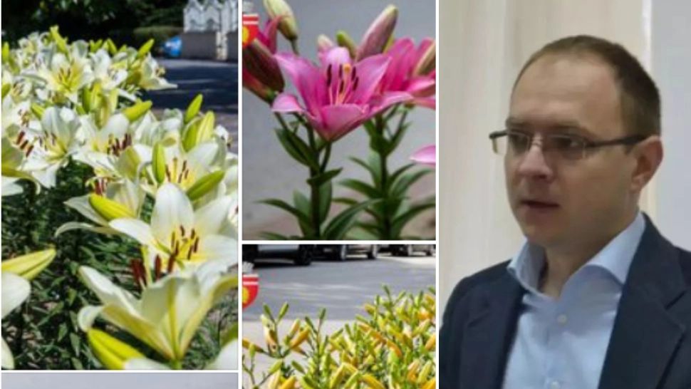 Primarul din Botoșani acuzat că și-ar fi angajat presupusa amanta a plantat în oraș florile ei preferate - FOTO