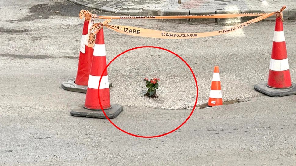 Flori în gropile din asflat, metoda inedită a vasluienilor să-i tragă de urechi pe cei din conducerea orașului. Foto/Vremeanoua