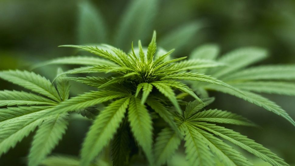 Germania va legaliza utilizarea canabisului în scop recreativ