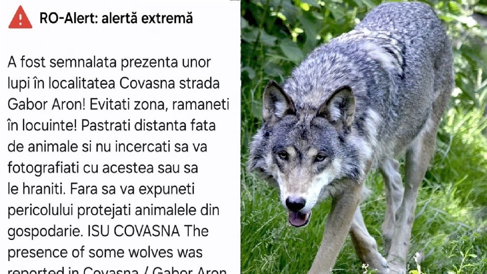 Lupii dau târcoale caselor din Covasna