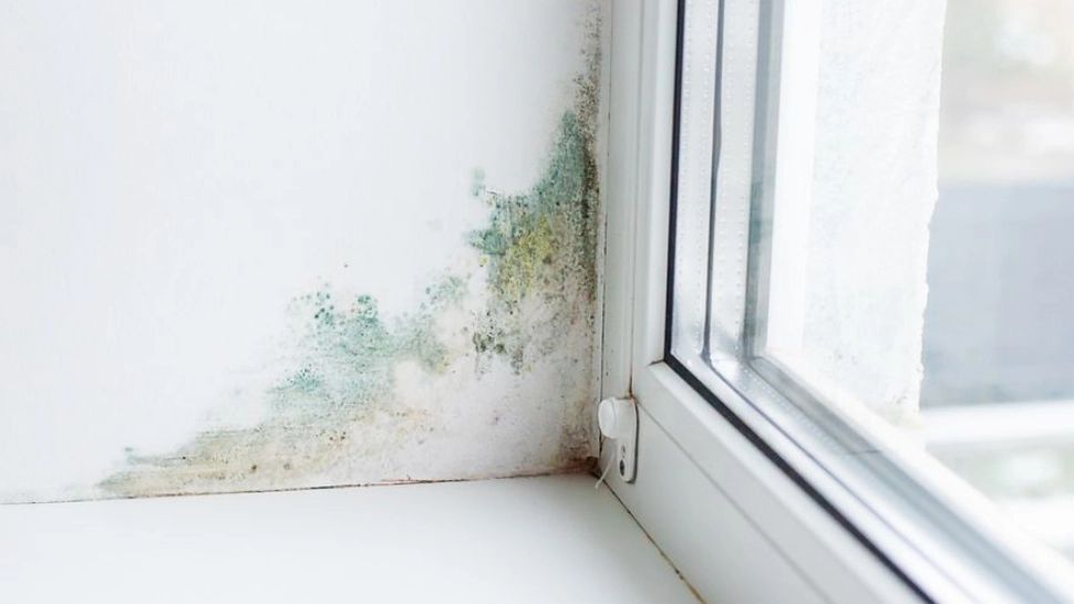 De ce apare mucegaiul la geam. Cum poți să previi apariția acestuia