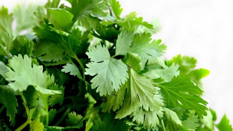 Pătrunjelul, minunea din bucătărie. Când devine periculos pentru organism consumul acestei plante