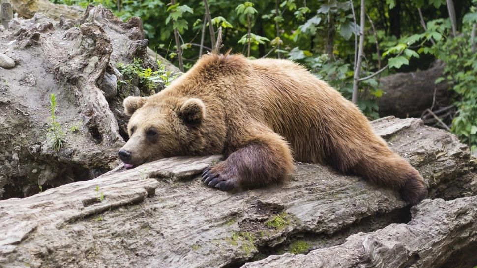 Dosar penal pentru ucidere din culpă şi braconaj, după împuşcarea ursului care a ucis o tânără pe traseul Jepii Mici