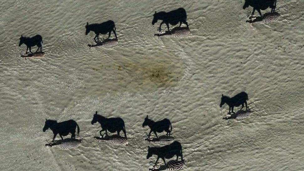 Iluzia optică PERFECTĂ. Tu faci diferența între animale și umbrele lor?