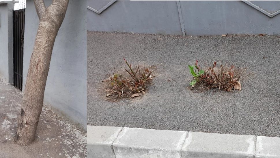 Dorel din Galați a asfaltat tot ce a prins în cale: Copaci, arbuști, trandafiri. Foto: Facebook