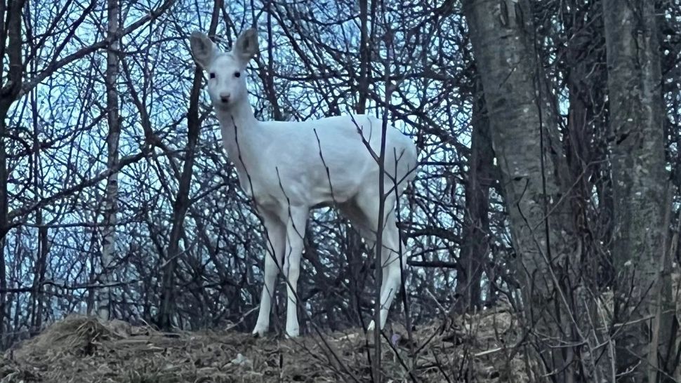 Imagini rare, cu o căprioară albă, surprinse de jandarmii montani din Braşov - FOTO
