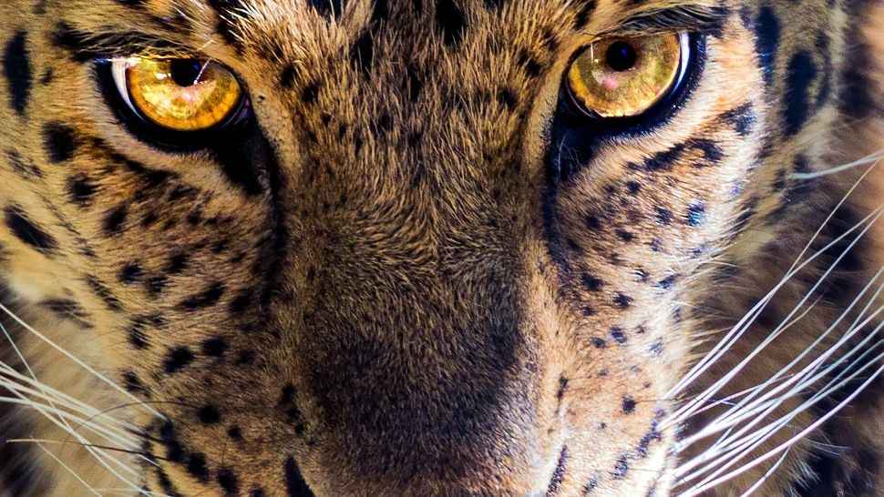Ce animal eşti în funcţie de semnul tău zodiacal: răspunsul te va uimi. Multe adevăruri neștiute se află în spatele acestei asocieri