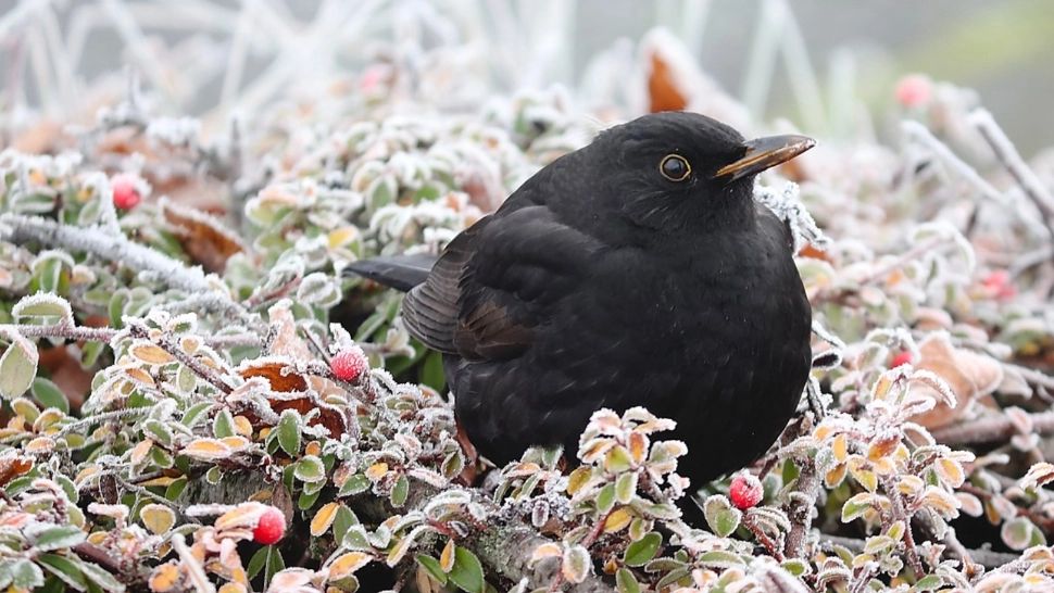 Prognoza meteo 11 decembrie