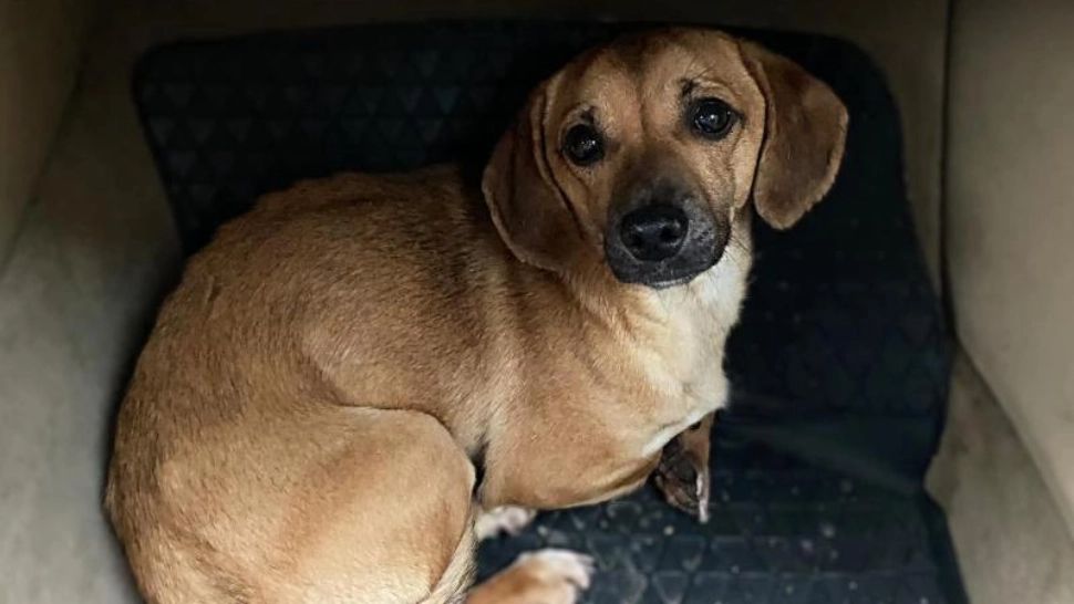 Patrocle, câinele pierdut căutat de sute de bucureșteni