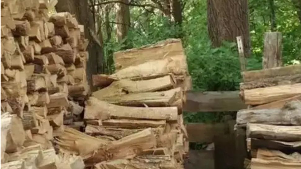 Testul camuflajului perfect: Găsește pisica în 10 secunde.