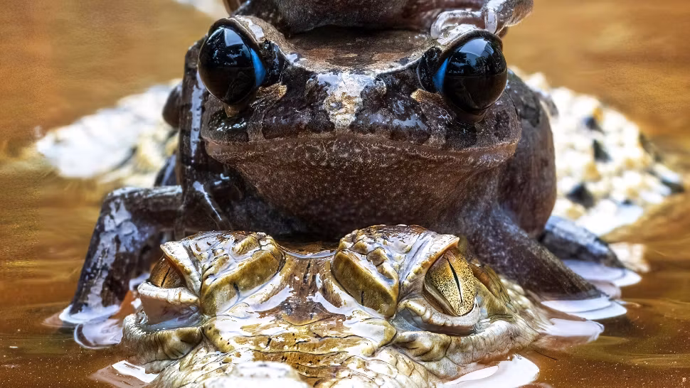 TRUCUL cu care broaștele îi dau gata pe broscoi. Gestul este aproape uman - STUDIU  