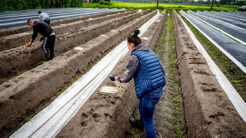 MUncitori români in Germania. Foto: Profimedia